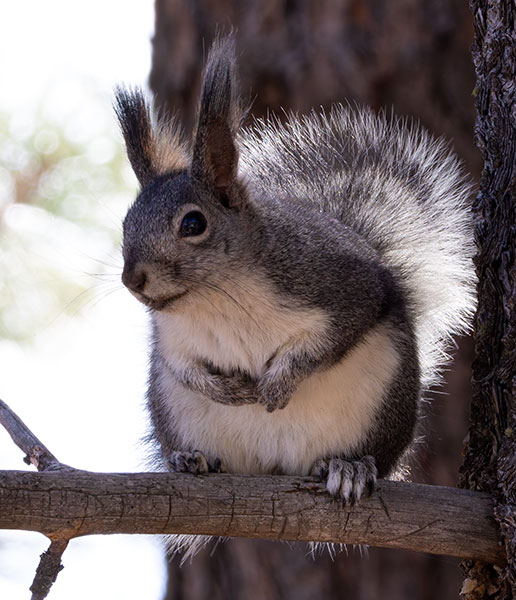 Abert Squirrel Sciurus aberti aberti