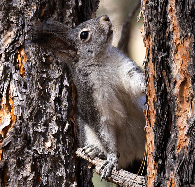 Abert Squirrel Sciurus aberti aberti