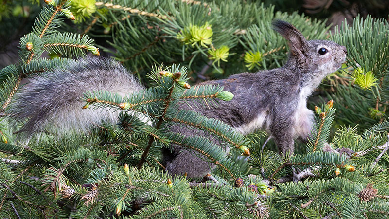 Abert Squirrel Sciurus aberti aberti
