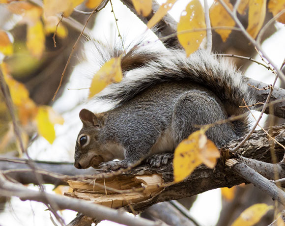 Arizona Gray Squirrel Sciurus arizonensis