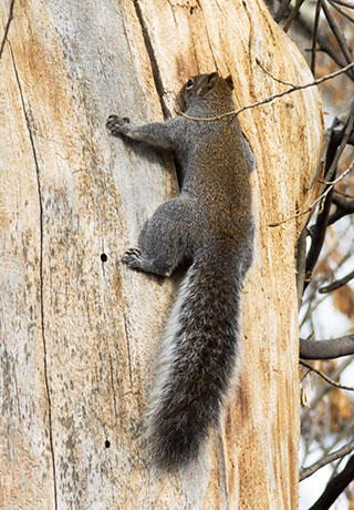 Arizona Gray Squirrel Sciurus arizonensis