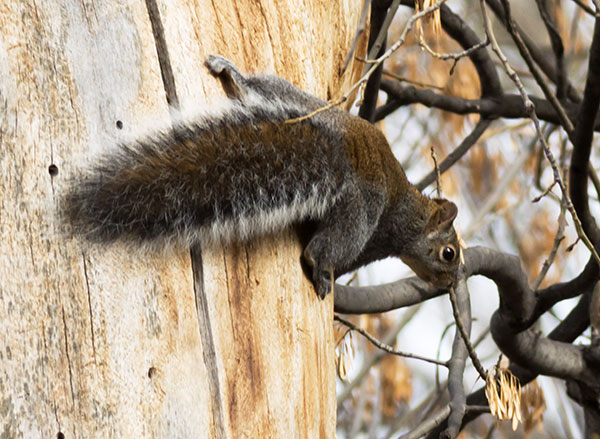Arizona Gray Squirrel Sciurus arizonensis