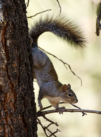 Arizona Gray Squirrel Sciurus arizonensis