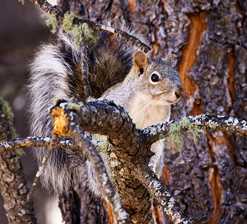 Arizona Gray Squirrel Sciurus arizonensis