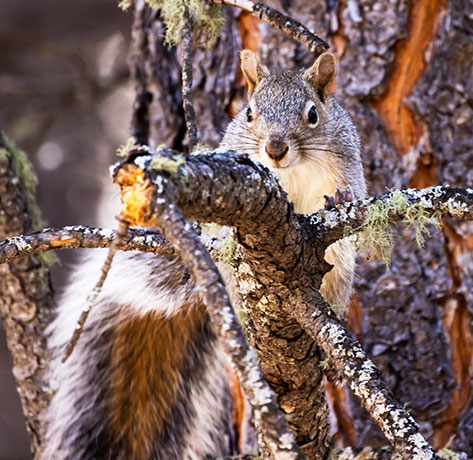 Arizona Gray Squirrel Sciurus arizonensis