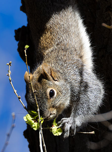 Arizona Gray Squirrel Sciurus arizonensis