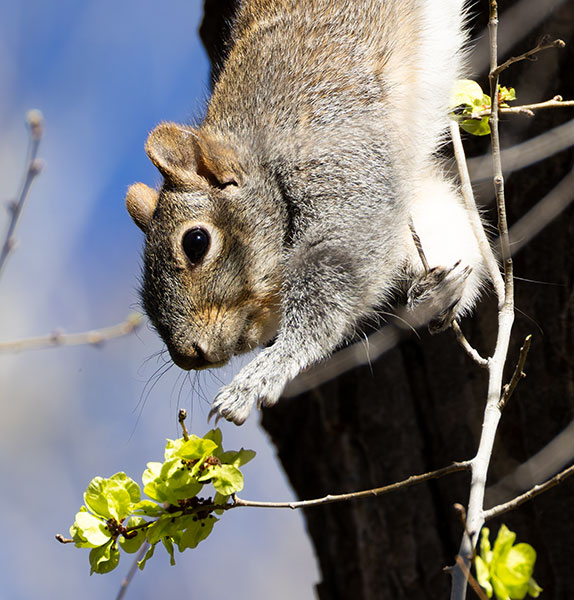 Arizona Gray Squirrel Sciurus arizonensis