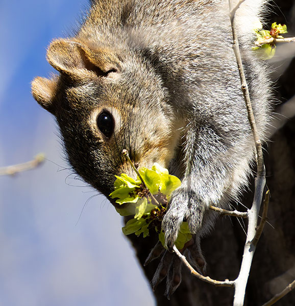 Arizona Gray Squirrel Sciurus arizonensis