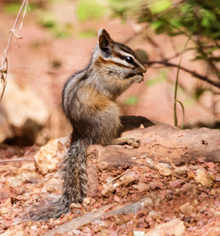 Cliff Chipmunk Tamias dorsalis 