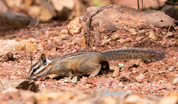 Cliff Chipmunk Tamias dorsalis 