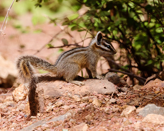 Cliff Chipmunk Tamias dorsalis 