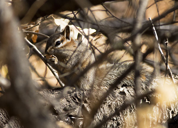 Cliff Chipmunk Tamias dorsalis 