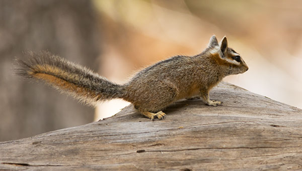 Cliff Chipmunk Tamias dorsalis 