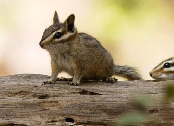 Cliff Chipmunk Tamias dorsalis 