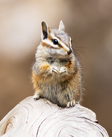 Cliff Chipmunk Tamias dorsalis 