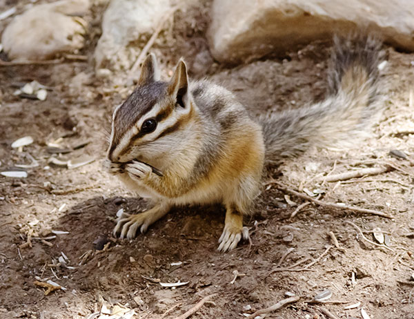 Cliff Chipmunk Tamias dorsalis 
