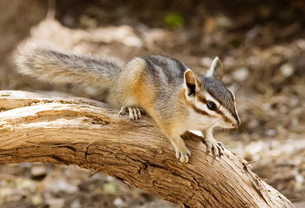Cliff Chipmunk Tamias dorsalis 
