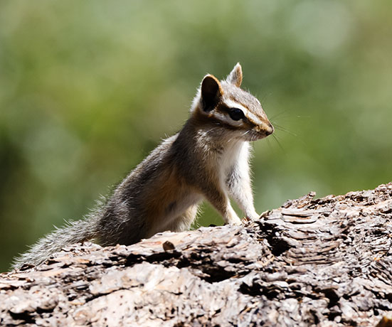 Cliff Chipmunk Tamias dorsalis 