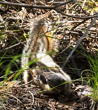 Cliff Chipmunk Tamias dorsalis 