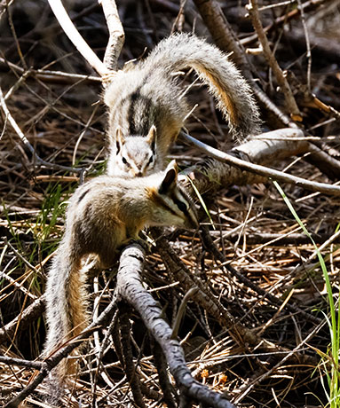 Cliff Chipmunk Tamias dorsalis 