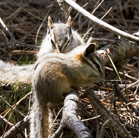 Cliff Chipmunk Tamias dorsalis 