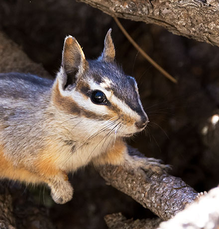 Cliff Chipmunk Tamias dorsalis 