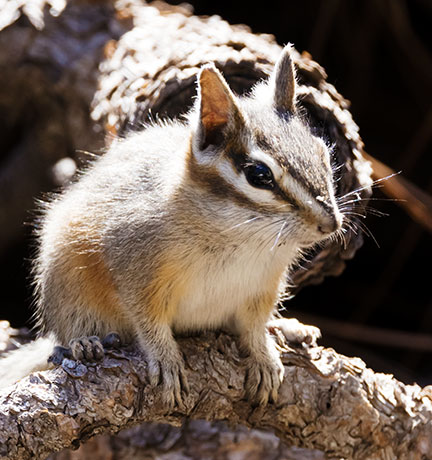 Cliff Chipmunk Tamias dorsalis 