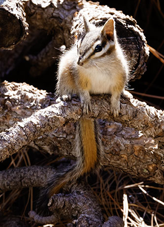 Cliff Chipmunk Tamias dorsalis 