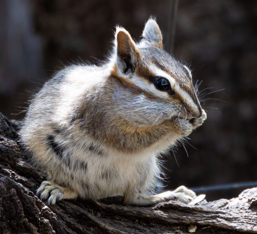 Cliff Chipmunk Tamias dorsalis 