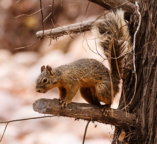 Mexican Fox Squirrels (Chiricahua Squirrel, Apache Squirrel, Nayarit Squirrel) Sciurus nayaritensisf
