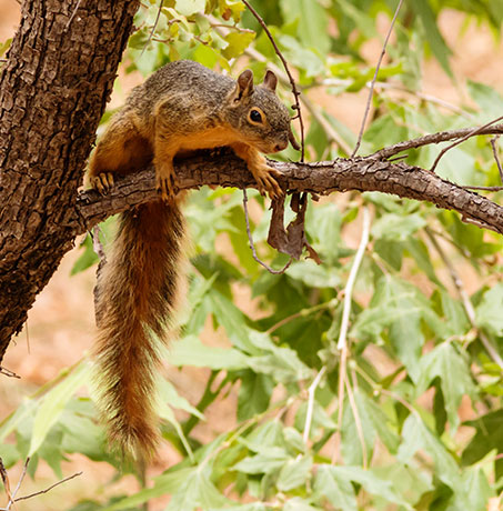 Mexican Fox Squirrels (Chiricahua Squirrel, Apache Squirrel, Nayarit Squirrel) Sciurus nayaritensisf