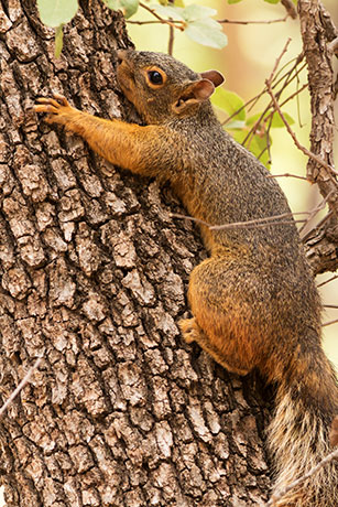 Mexican Fox Squirrels (Chiricahua Squirrel, Apache Squirrel, Nayarit Squirrel) Sciurus nayaritensisf