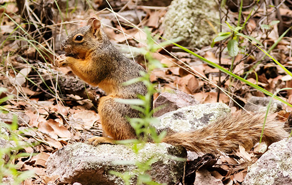 Mexican Fox Squirrels (Chiricahua Squirrel, Apache Squirrel, Nayarit Squirrel) Sciurus nayaritensisf