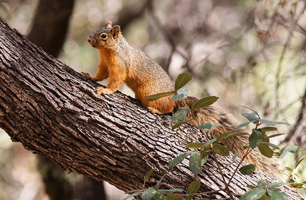 Chiricahua Fox Squirrels (Mexican Squirrel, Apache Squirrel, Nayarit Squirrel) Sciurus nayaritensis Mexican Fox Squirrels (Chiricahua Squirrel, Apache Squirrel, Nayarit Squirrel) Sciurus nayaritensisf