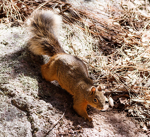 Mexican Fox Squirrels (Chiricahua Squirrel, Apache Squirrel, Nayarit Squirrel) Sciurus nayaritensisf