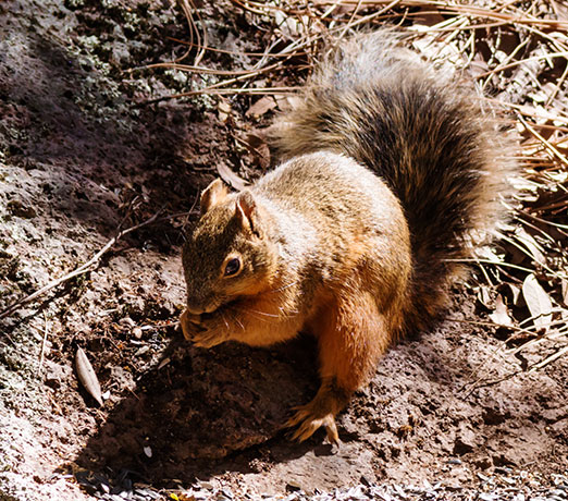 Mexican Fox Squirrels (Chiricahua Squirrel, Apache Squirrel, Nayarit Squirrel) Sciurus nayaritensisf