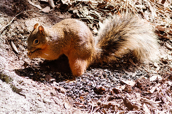 Mexican Fox Squirrels (Chiricahua Squirrel, Apache Squirrel, Nayarit Squirrel) Sciurus nayaritensisf