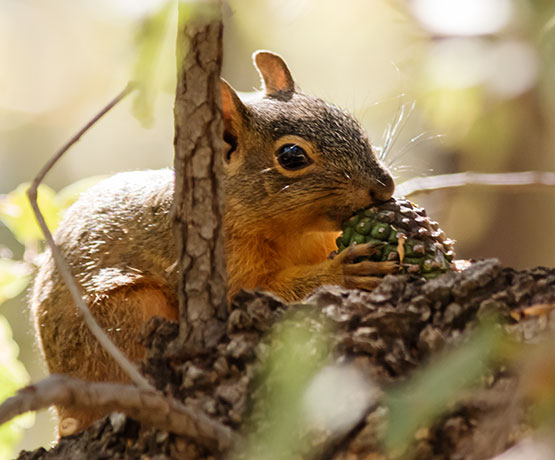 Mexican Fox Squirrels (Chiricahua Squirrel, Apache Squirrel, Nayarit Squirrel) Sciurus nayaritensisf