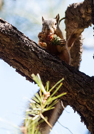 Mexican Fox Squirrels (Chiricahua Squirrel, Apache Squirrel, Nayarit Squirrel) Sciurus nayaritensisf