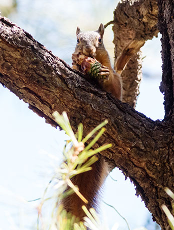 Mexican Fox Squirrels (Chiricahua Squirrel, Apache Squirrel, Nayarit Squirrel) Sciurus nayaritensisf