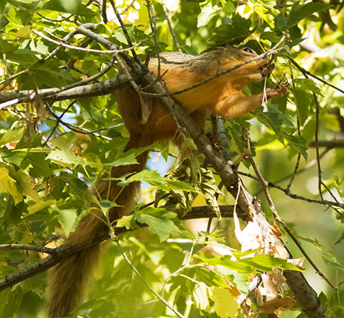 Mexican Fox Squirrels (Chiricahua Squirrel, Apache Squirrel, Nayarit Squirrel) Sciurus nayaritensis Sciurus apache