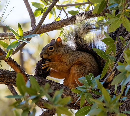 Mexican Fox Squirrels (Chiricahua Squirrel, Apache Squirrel, Nayarit Squirrel) Sciurus nayaritensisf