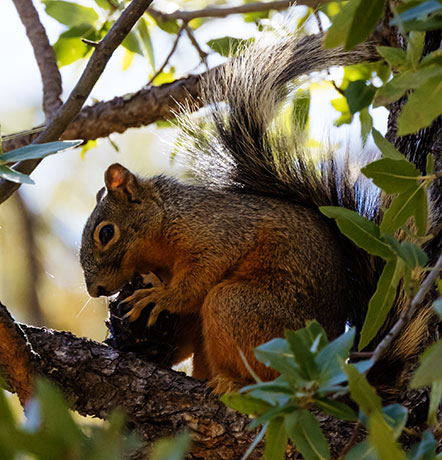 Mexican Fox Squirrels (Chiricahua Squirrel, Apache Squirrel, Nayarit Squirrel) Sciurus nayaritensisf