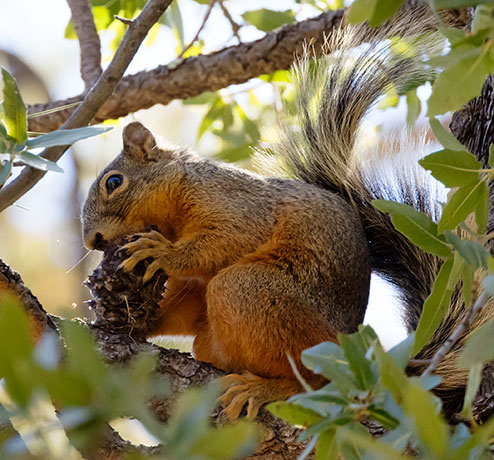 Mexican Fox Squirrels (Chiricahua Squirrel, Apache Squirrel, Nayarit Squirrel) Sciurus nayaritensisf