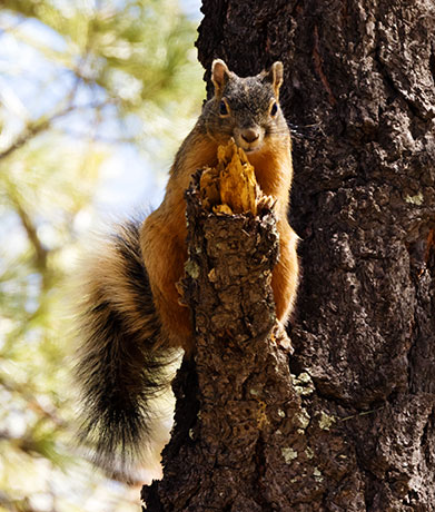 Mexican Fox Squirrels (Chiricahua Squirrel, Apache Squirrel, Nayarit Squirrel) Sciurus nayaritensisf
