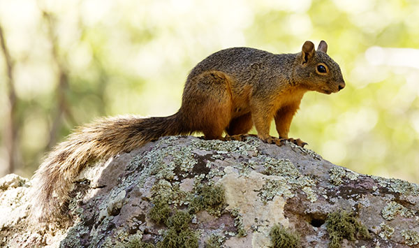 Mexican Fox Squirrels (Chiricahua Squirrel, Apache Squirrel, Nayarit Squirrel) Sciurus nayaritensisf