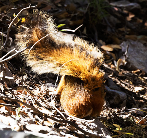Mexican Fox Squirrels (Chiricahua Squirrel, Apache Squirrel, Nayarit Squirrel) Sciurus nayaritensisf