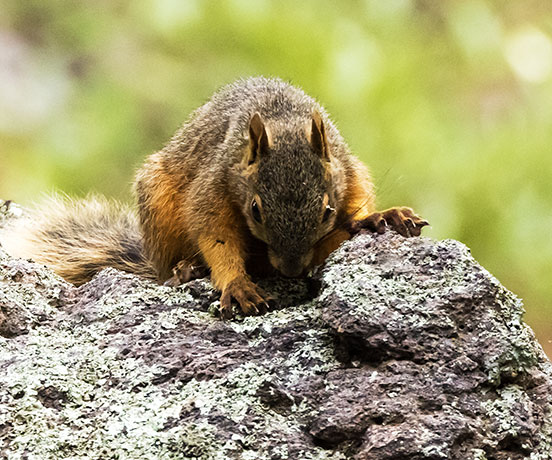 Mexican Fox Squirrels (Chiricahua Squirrel, Apache Squirrel, Nayarit Squirrel) Sciurus nayaritensisf