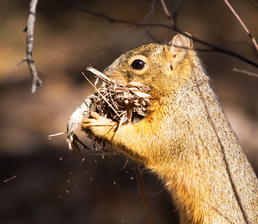 Mexican Fox Squirrels (Chiricahua Squirrel, Apache Squirrel, Nayarit Squirrel) Sciurus nayaritensisf