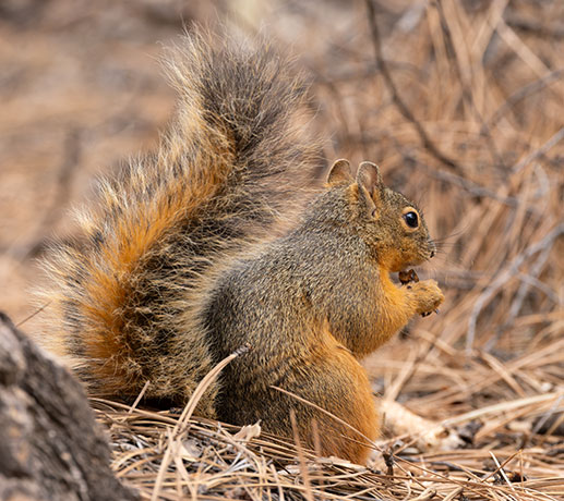 Mexican Fox Squirrels (Chiricahua Squirrel, Apache Squirrel, Nayarit Squirrel) Sciurus nayaritensisf